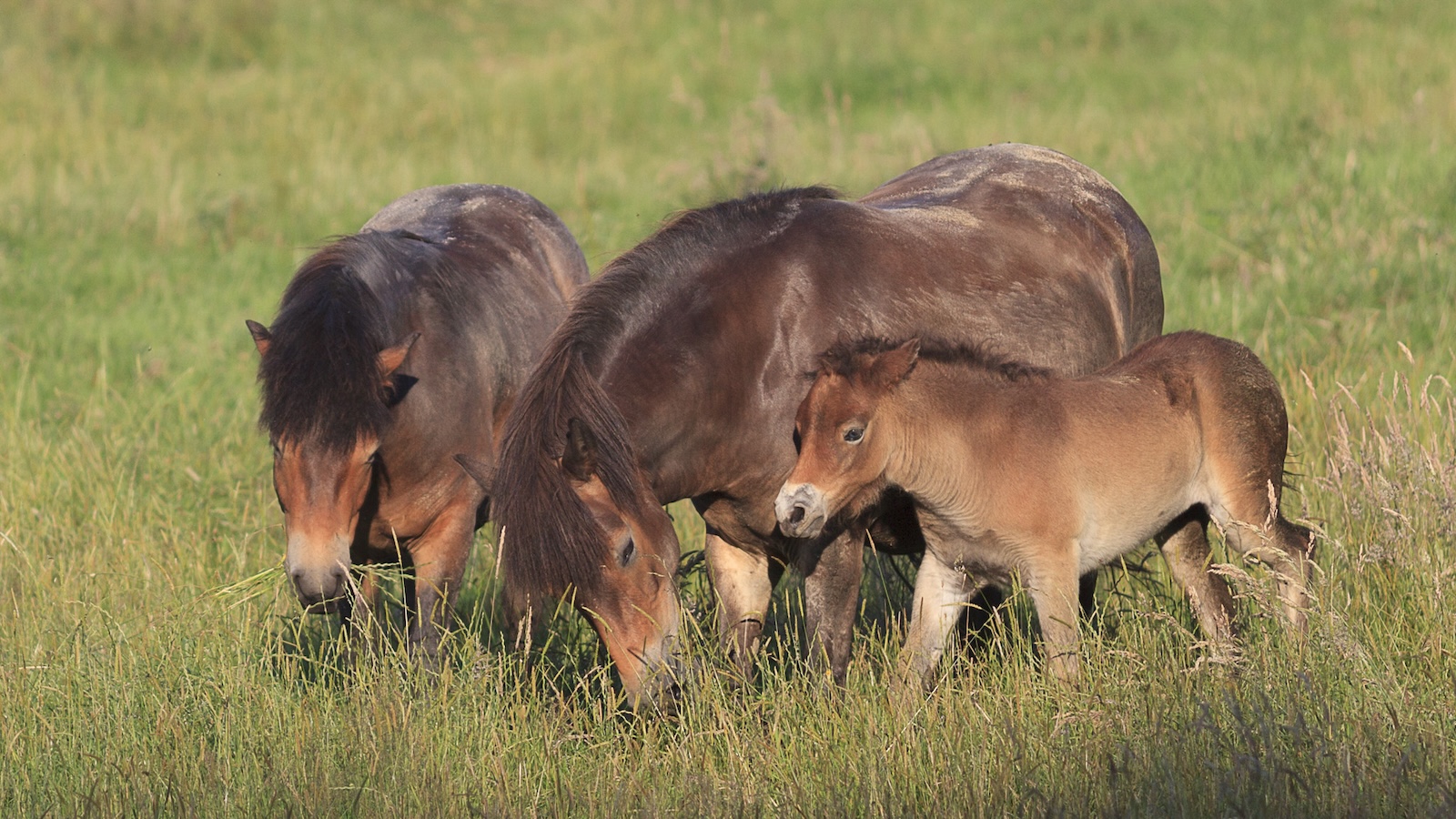 30 Jahre Deutsche Exmoorpony Gesellschaft: Ein Jubiläumswochenende im Tierpark Sababurg