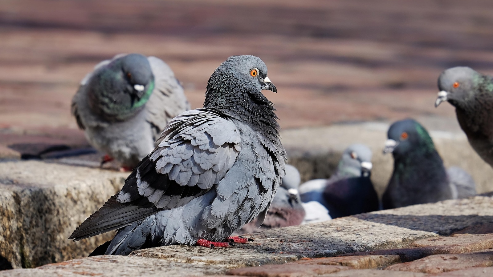 Tauben und Wildtiere nicht füttern – Stadt Höxter weist Verbot hin